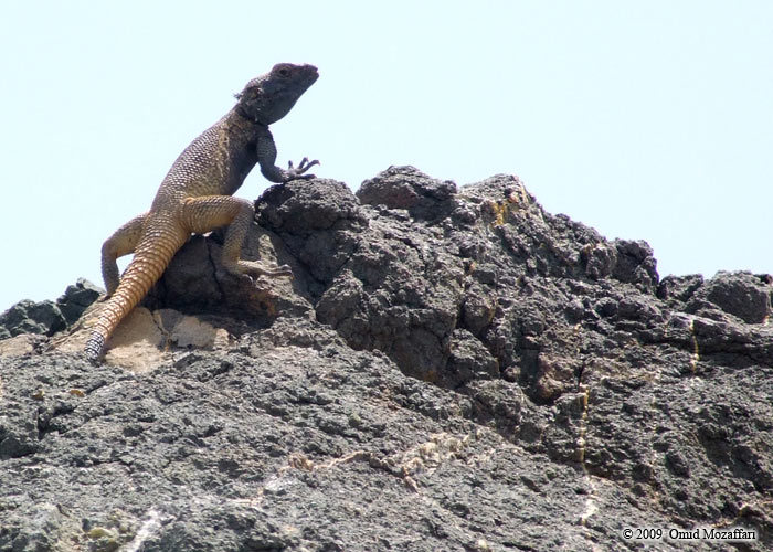 Image of Caucasian Agama