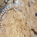 Mediodactylus heterocercus (Blanford 1874) resmi