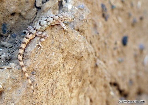 Image of Asia Minor Thin-toed Gecko