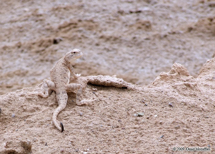 Image of Blacktail Toadhead  Agama