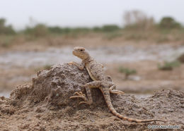 Image of Blacktail Toadhead  Agama