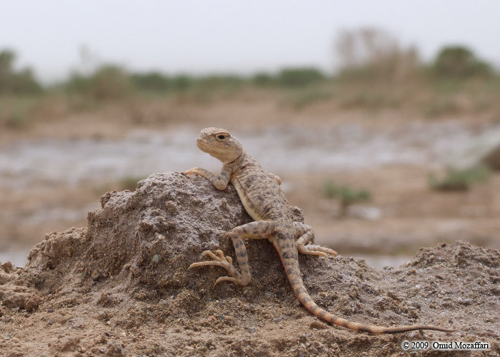 Image of Blacktail Toadhead  Agama