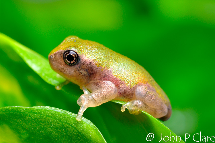 Image of Common Gray Treefrog