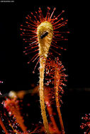 صورة Drosera nidiformis Debbert