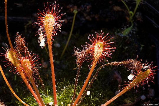 Image of Drosera nidiformis Debbert