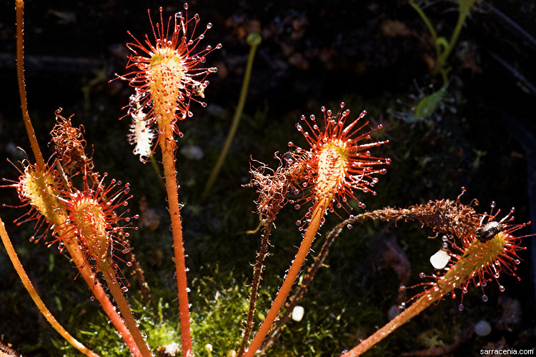 صورة Drosera nidiformis Debbert