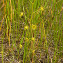 Image of Drosera stricticaulis (Diels) O. H. Sargent