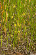Image of Drosera stricticaulis (Diels) O. H. Sargent