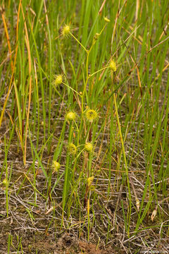 Image of Drosera stricticaulis (Diels) O. H. Sargent