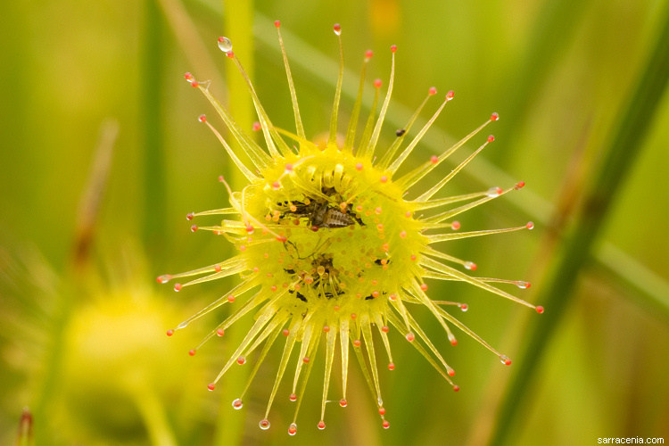 Image of Drosera stricticaulis (Diels) O. H. Sargent