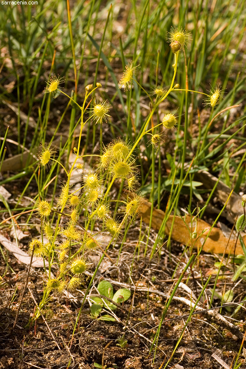 Image of Drosera stricticaulis (Diels) O. H. Sargent