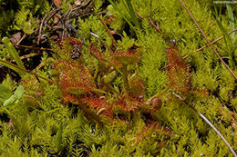 Image of Common Sundew