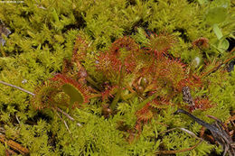 Image of Common Sundew