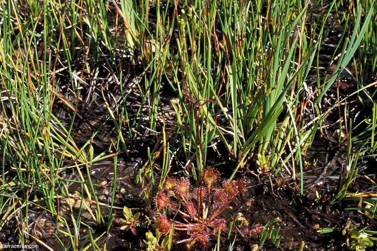 Image of Common Sundew