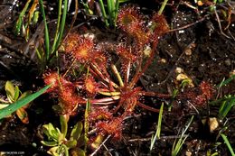 Image of Common Sundew