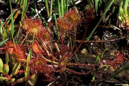 Image of Common Sundew