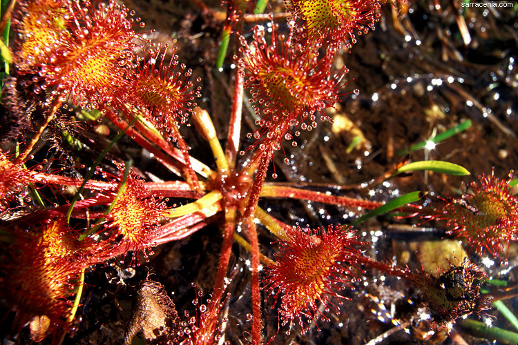 Image of Common Sundew