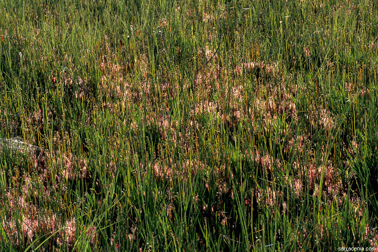 صورة Drosera anglica Huds.