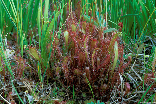 صورة Drosera anglica Huds.