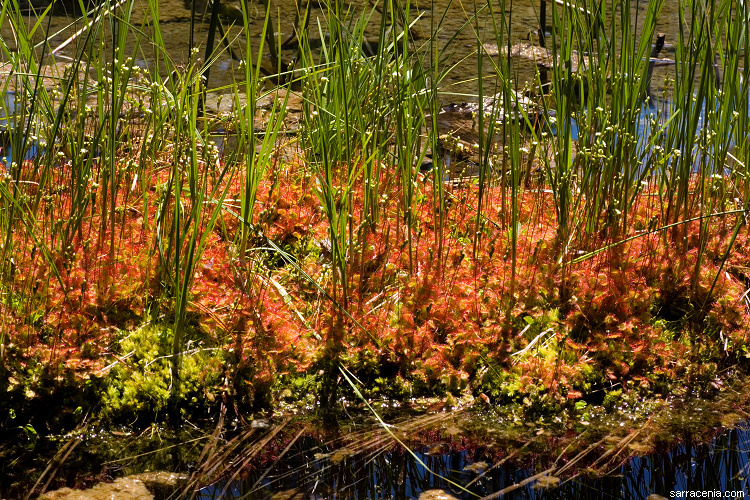 Image of Common Sundew