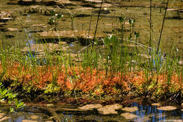 Image of Common Sundew