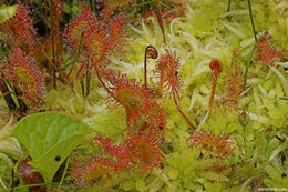 Image of Common Sundew