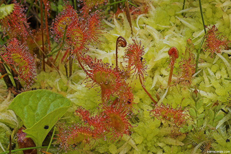 Image of Common Sundew