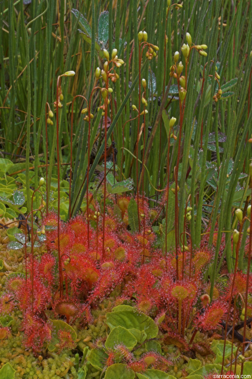 Image of Common Sundew