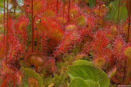 Image of Common Sundew