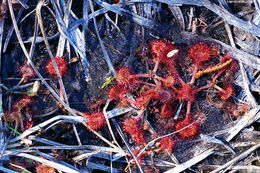 Image of Common Sundew