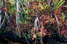 Image of Common Sundew