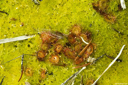 Image of Common Sundew