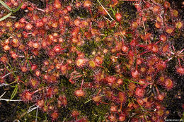 Image of Common Sundew