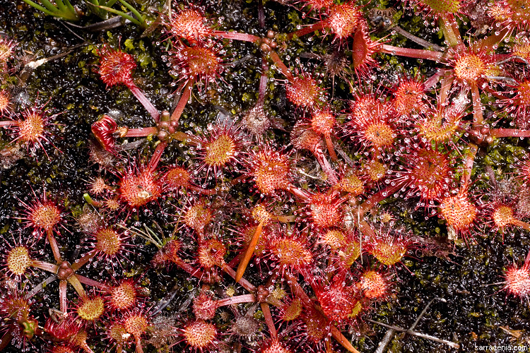 Image of Common Sundew