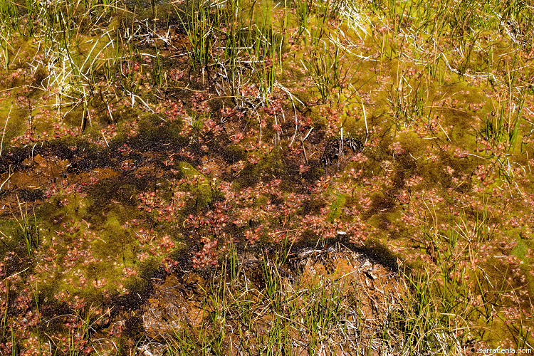 Image of Common Sundew