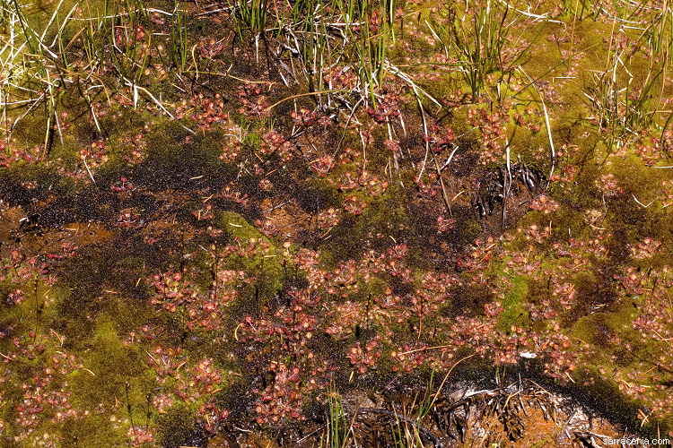 Image of Common Sundew