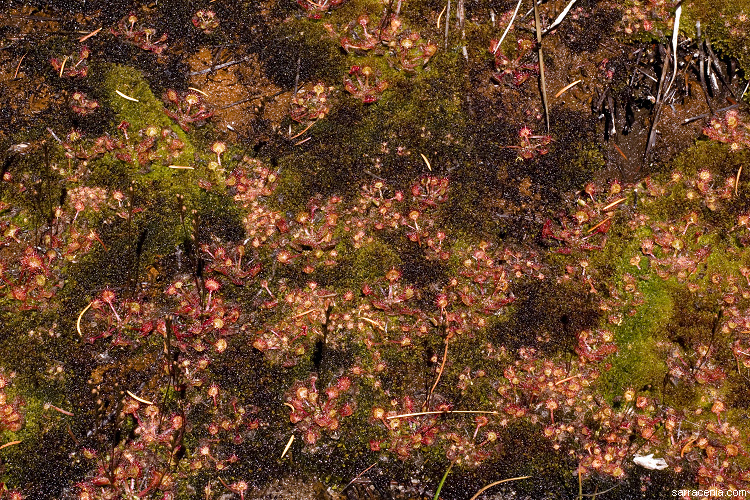 Image of Common Sundew