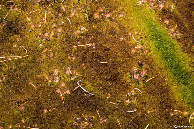 Image of Common Sundew