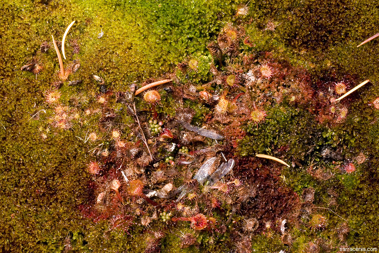 Image of Common Sundew