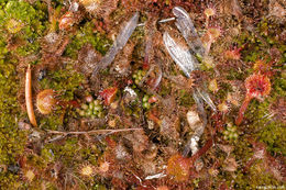 Image of Common Sundew