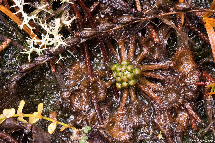 Image of Common Sundew