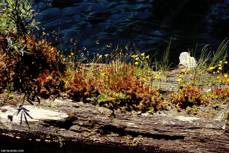 Image of Common Sundew