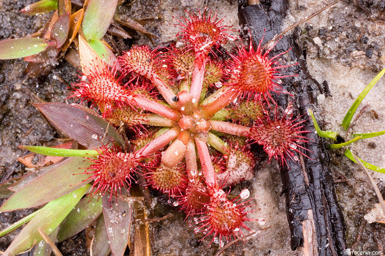 صورة Drosera capillaris Poir.