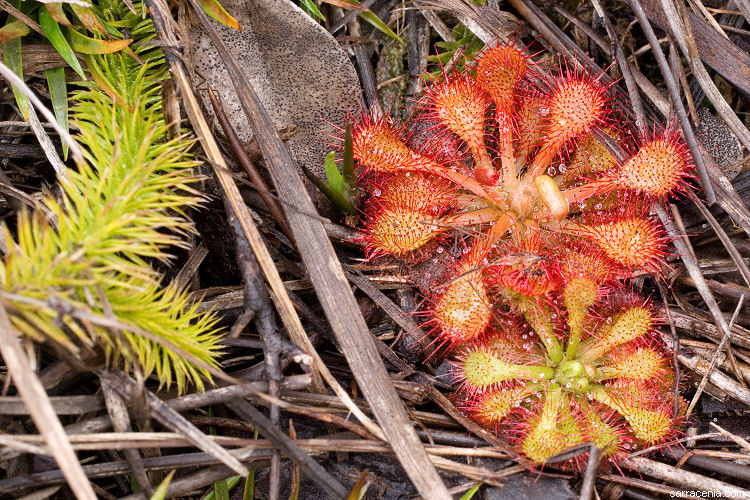 صورة Drosera capillaris Poir.