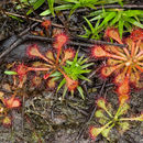 Image of pink sundew