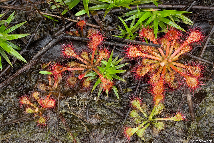 صورة Drosera capillaris Poir.