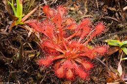 صورة Drosera capillaris Poir.