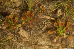 صورة Drosera capillaris Poir.