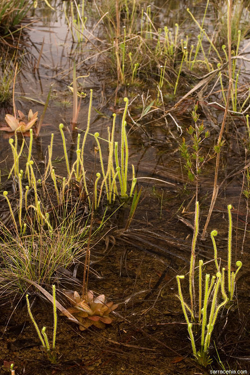 Image of Tracy's Sundew