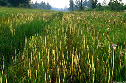 Drosera filiformis var. tracyi (Macf. ex Diels) Diels的圖片